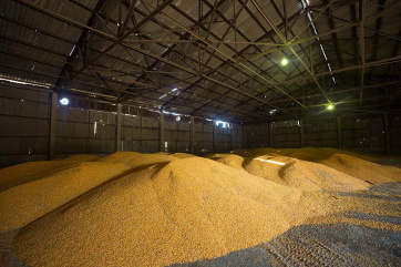 В России согласовали цены для интервенций зерна и сахара в 2022-2023 годах